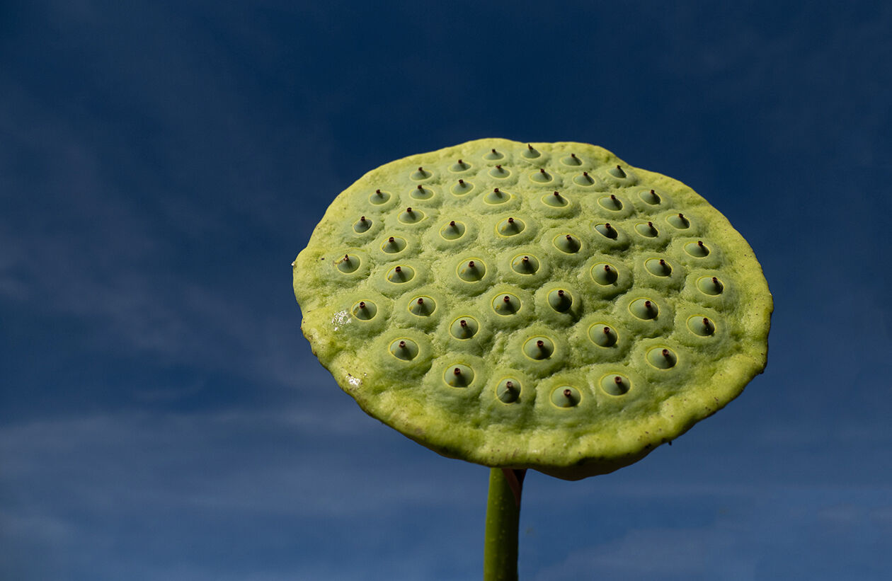 Lotus seed pod